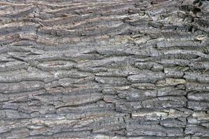 Tough rude wooded surface pattern. Oak bark wood background. Oak tree bark texture. Macro closeup. photo
