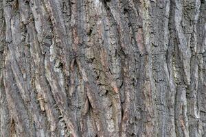 Oak bark wood background. Oak tree bark texture. Tough rude wooded surface pattern. Macro closeup. photo