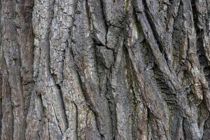 Oak tree bark texture. Tough rude wooded surface pattern. Oak bark wood background. Macro closeup. photo