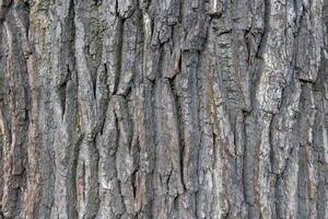 Oak tree bark texture. Tough rude wooded surface pattern. Oak bark wood background. Macro closeup. photo