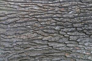 Oak tree bark texture. Tough rude wooded surface pattern. Oak bark wood background. Macro closeup. photo