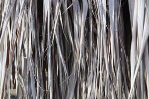 Dried Palm Tree Leafs Texture. Dry Palm Leafs Background. photo