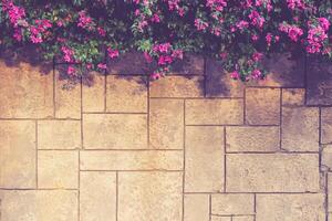 Masonry stucco wall texture with overhanging flowers bush. Exterior architecture background. photo