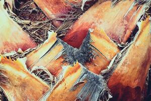 Palm tree bark texture. Tropical cut branches wood bark structure background. photo
