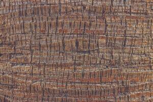 Exotic wood backdrop. Palm bark pattern texture. Tropical tree trunk background. photo