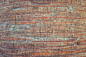 Exotic wood backdrop. Palm bark pattern texture. Tropical tree trunk background. photo