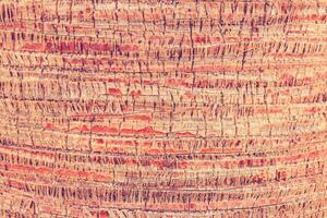 Palm bark pattern texture. Tropical tree trunk background. Exotic wood backdrop. photo