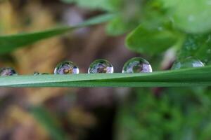 Three dew water drops on leaf macro closeup photo