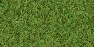 Lush grass texture. Field background. Park lawn pattern. Textured meadow backdrop. photo