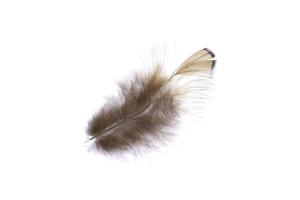 Fluffy brown single elegance isolated pheasant feather. Macro close-up. photo