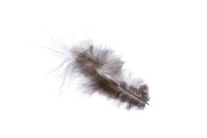 Fluffy brown light nature aerial isolated pheasant feather. Macro close-up. photo