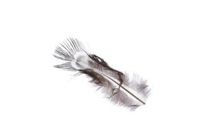 Small single elegance isolated pheasant feather. Macro close-up. photo