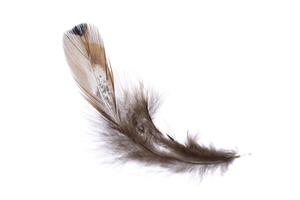 Brown fluffy aerial isolated pheasant feather pattern. Macro close-up. photo