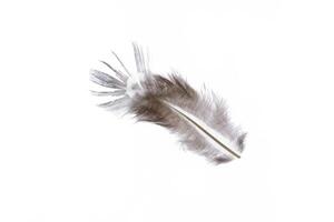 Little fuzzy fantasy light pheasant feather texture. Macro close-up. photo
