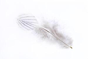 Fuzzy stripe softness detailed airy pheasant feather. Macro close-up. photo