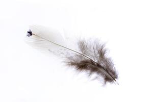 Classic fluffy single elegance isolated pheasant feather. Macro close-up. photo