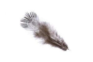 Fuzzy brown light nature aerial isolated pheasant feather. Macro close-up. photo