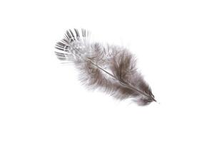 Fluffy aerial fantasy light pheasant feather texture. Macro close-up. photo
