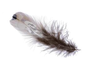 Softness detailed airy pheasant feather. Macro close-up. photo