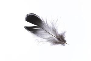 Black fluffy light nature aerial isolated pheasant feather. Macro close-up. photo