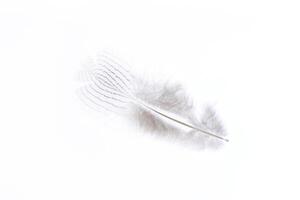 Little beauty aerial isolated pheasant feather pattern. Macro close-up. photo