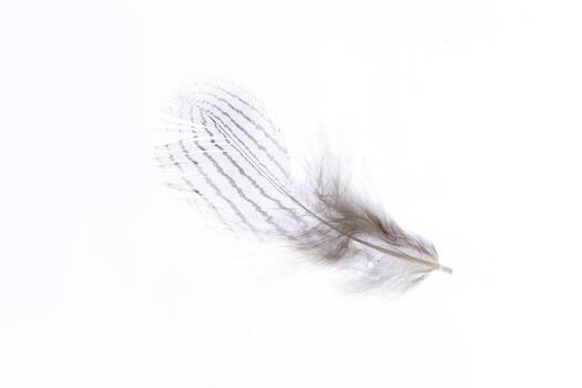 Fluffy tender aerial isolated pheasant feather pattern. Macro close-up. photo