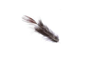 Fuzzy fantasy light pheasant feather texture. Macro close-up. photo