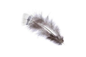 Fuzzy light nature aerial isolated pheasant feather. Macro close-up. photo