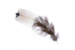 Fluffy light nature aerial isolated pheasant feather. Macro close-up. photo