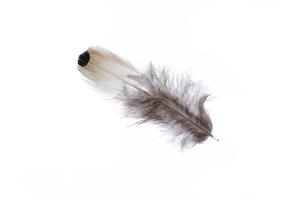 Fuzzy aerial isolated pheasant feather pattern. Macro close-up. photo