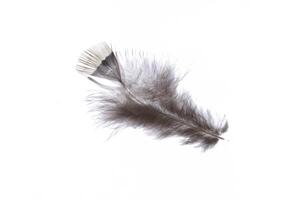 Fuzzy single elegance isolated pheasant feather. Macro close-up. photo