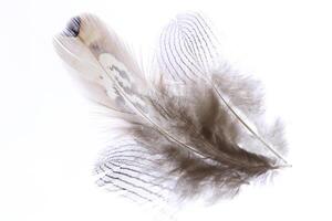 Three single elegance isolated pheasant feathers. Macro close-up. photo