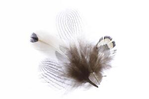 Heap of aerial isolated pheasant feathers pattern. Macro close-up. photo