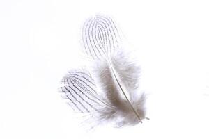 Two fantasy light pheasant feathers texture. Macro close-up. photo