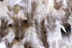 Pheasant feathers background texture. Filled surface. Macro close-up. photo