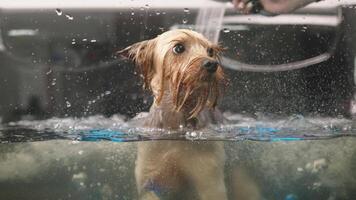 hembra mano torrencial ducha agua en perro acariciando piel en lento movimiento. irreconocible joven caucásico mujer Lavado adorable de pura raza mascota a hogar en baño. video