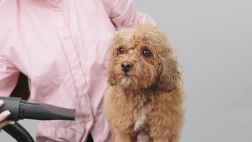 groomer hårkam och föna de täcka av en bichon frites hund efter badning Det. hund är njuter, luft tryck från de hår torktumlare utvecklande dess skön hår video