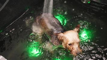 un profesional peluquero se baña un pequeño de pura raza perro en un ozono baño. cuidando para tu amado mascota. hembra mano torrencial ducha agua en perro acariciando pelo. higiene spa procedimientos en veterinario clínica. video