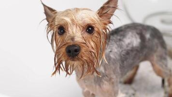 yorkshire terrier hund skakning i bad på Hem. rolig vänlig hund tar en bad i en dusch. sällskapsdjur vård och hygien begrepp. hund vård professionell salong, service i grooming salong video