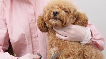 bichon fritas às uma cachorro aliciamento salão. aparador pentes cabelo do pequeno fofa cachorro poodle. a divertido canino Sentou calmamente às a aliciamento salão ou veterinário clínica. fofa poodle cachorro obtendo corte de cabelo. video