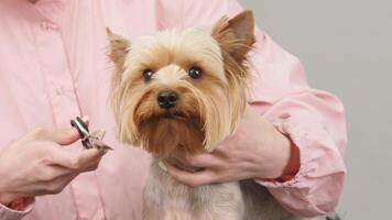 yorkshire terrier às uma cachorro aliciamento salão. aparador pentes cabelo do pequeno fofa cachorro poodle. a divertido canino Sentou calmamente às a aliciamento salão ou veterinário clínica. fofa poodle cachorro obtendo corte de cabelo video