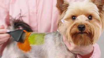 Close-up of dyeing a small dog's fur in bright colors. The professional groomer is coloring a bichon frise fur in different colors while a dog is looking at camera. Animal care, style and spa concept. video