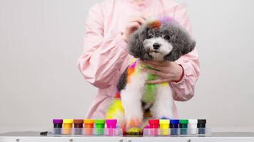 Close-up of dyeing a small dog's fur in bright colors. The professional groomer is coloring a bichon frise fur in different colors while a dog is looking at camera. Animal care, style and spa concept. video