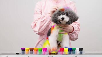 fechar-se do tingimento uma pequeno cachorro pele dentro brilhante cores. a profissional aparador é coloração uma bichon frise pele dentro diferente cores enquanto uma cachorro é olhando às Câmera. animal Cuidado, estilo e spa conceito. video