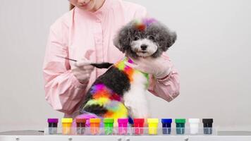 Close-up of dyeing a small dog's fur in bright colors. The professional groomer is coloring a bichon frise fur in different colors while a dog is looking at camera. Animal care, style and spa concept. video