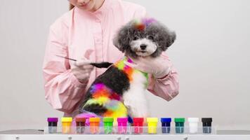 fechar-se do tingimento uma pequeno cachorro pele dentro brilhante cores. a profissional aparador é coloração uma bichon frise pele dentro diferente cores enquanto uma cachorro é olhando às Câmera. animal Cuidado, estilo e spa conceito. video