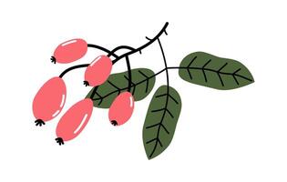 Collection of hand drawn illustration of dog-rose fruits and leaves. Branch of rosehip with berries floral design. Cute simple brier botanical print. Flat in colored doodle style. Isolated. vector