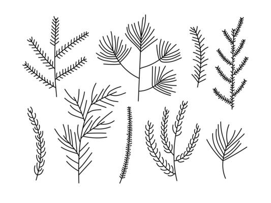 Collection of hand drawn outline illustration of winter botanical conifer elements. Set of Christmas needles forest plants. Spruce, pine, fir. Branch, twigs. Flat line doodle style. Isolated.