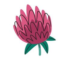 Hand drawn cute contemporary illustration of Red Clover or Trifolium with leaves. Medicinal herb botany. Flat sticker or icon in simple colored doodle style. Isolated on white background. vector