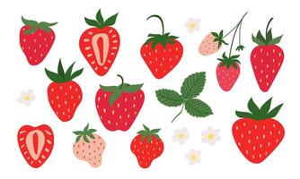 Hand drawn set of strawberries. Berries, flowers and leaves of strawberries. vector